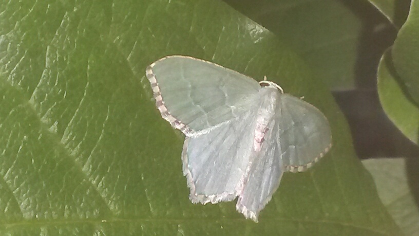 welke vlinder is dit